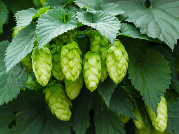 hops 1